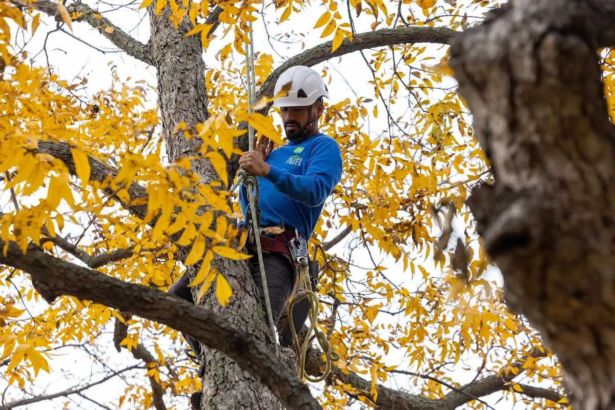 Skilled Storm Damage Cleanup crew working in Freeborn